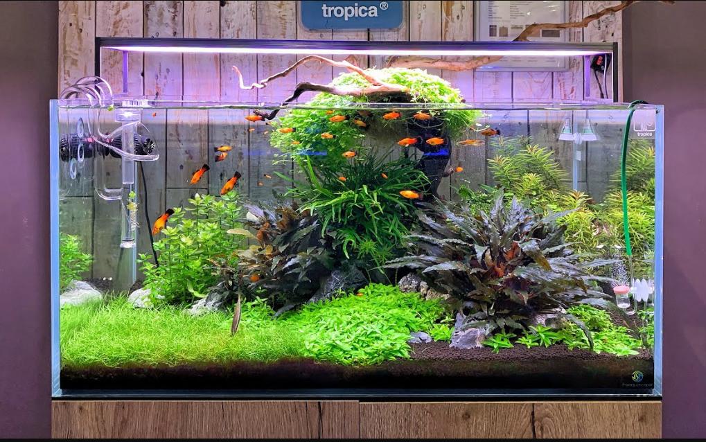 tanaman hias, tanaman aquascape, tanaman yang mudah dirawat, rekomendasi tanaman rumah
