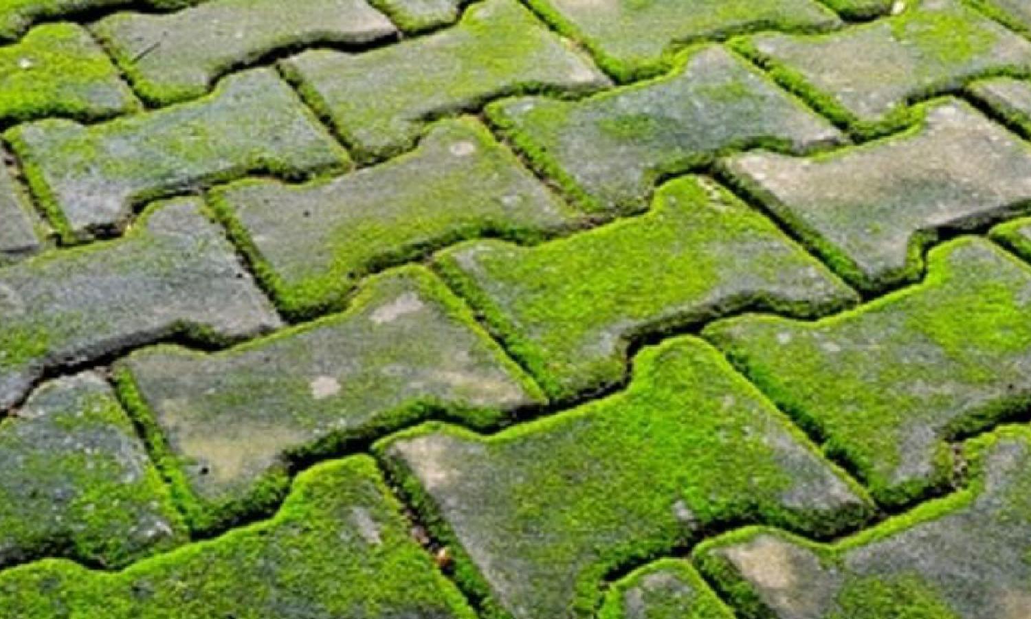 7 Cara Efektif Menghilangkan Lumut di Paving Block dengan Mudah