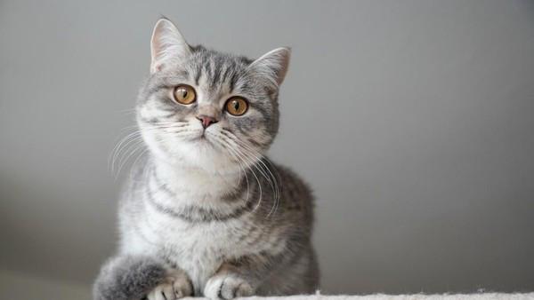 Tips Meninggalkan Kucing Saat Mudik - Sinar Mas Land