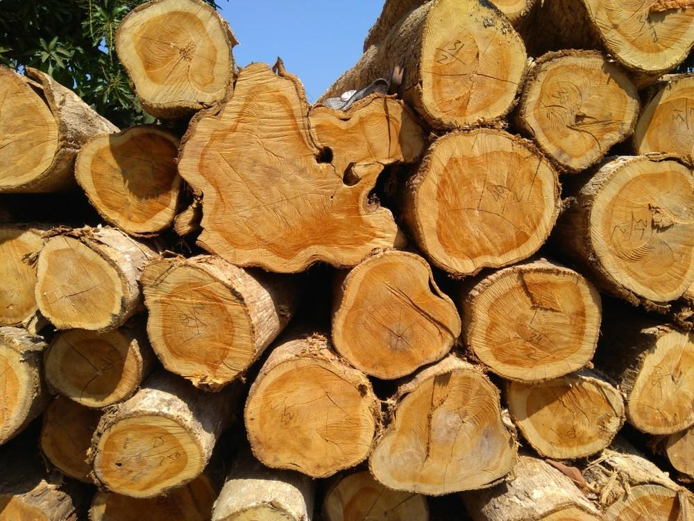 6 Alasan Kayu Jati Paling Baik Dipakai untuk Furnitur - Sinar Mas Land