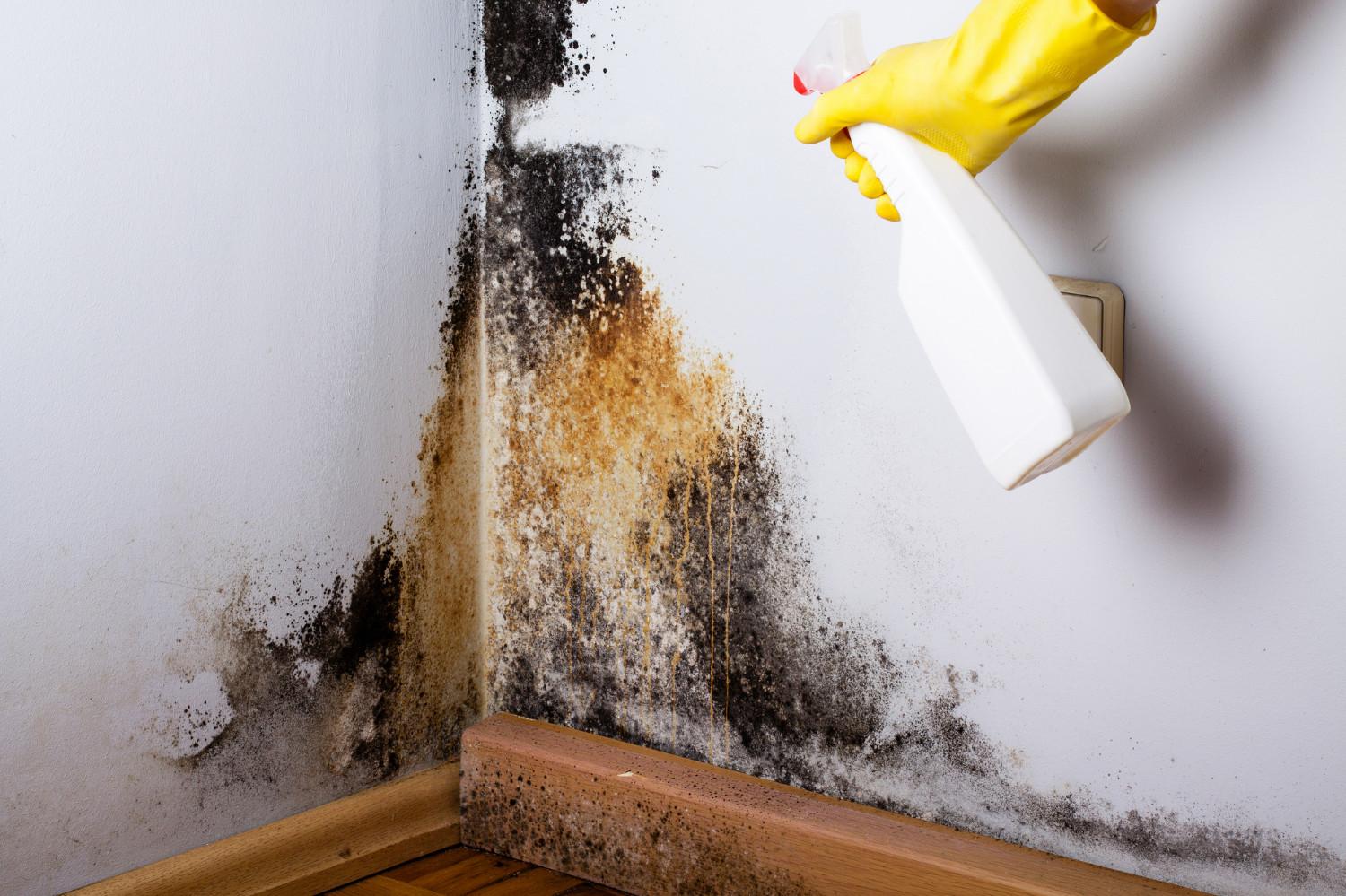 6 Tips Menghilangkan Black Mold di Rumah - Sinar Mas Land