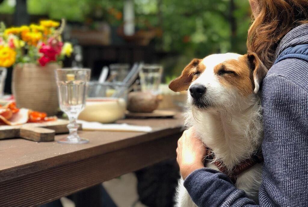 6 Cafe Pet Friendly di Jakarta untuk Hangout Bareng Anabul - Sinar Mas Land