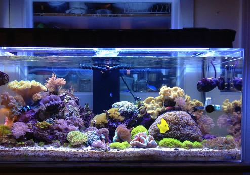 Cara Buat Aquarium di Rumah