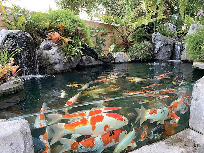 kolam ikan, kolam ikan rumah, cara membuat kolam ikan di rumah