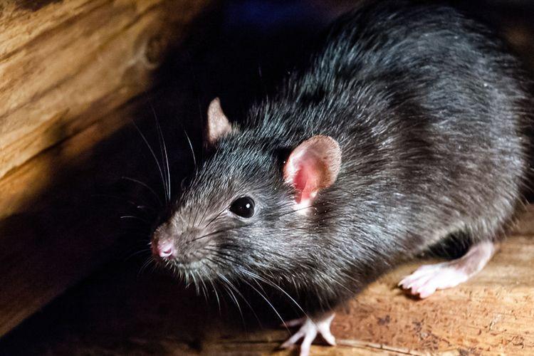 5 Tips Ampuh Usir Tikus dari Plafon Rumah Secara Permanen