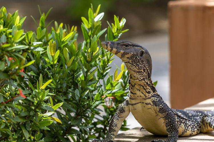 Cara Ampuh Mengusir Biawak dari Rumah dengan Aman - Sinar Mas Land