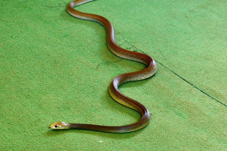 7 Tanda Ular Masuk ke Rumah dan Cara Membasminya - Sinar Mas Land