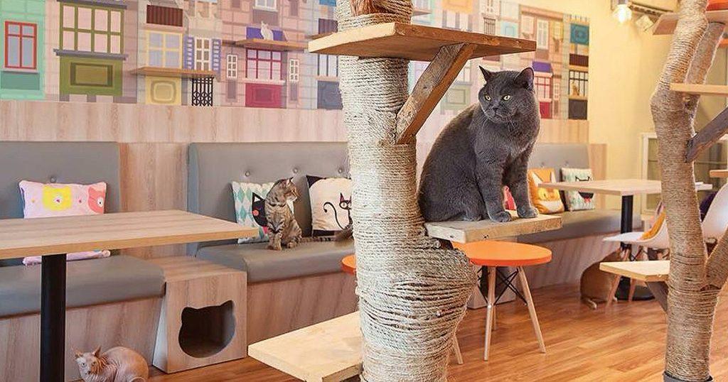 3 Cat Cafe di Jakarta yang Wajib Dikunjungi Cat Lover - Sinar Mas Land