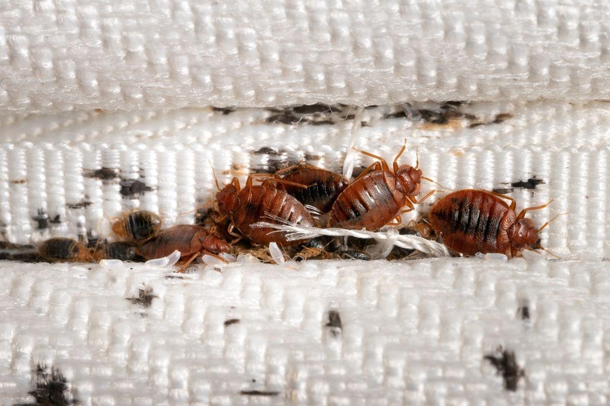 Waspada! Ini 5 Tanda Ada Kutu Busuk di Rumah - Sinar Mas Land