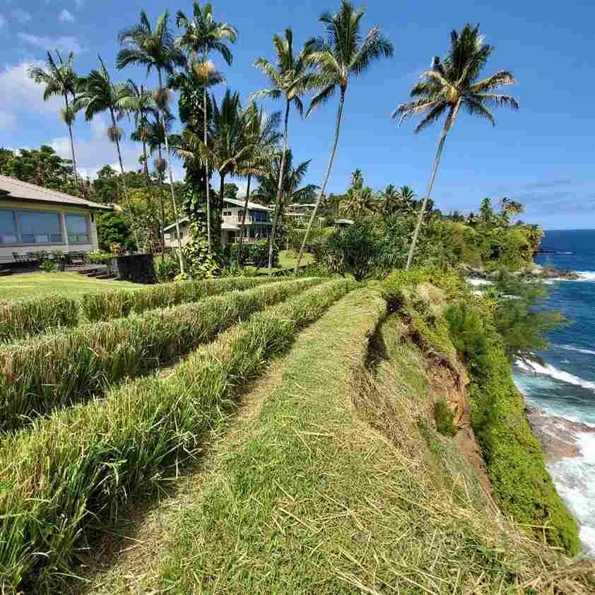 7 Tanaman penahan longsor - Sinar Mas Land