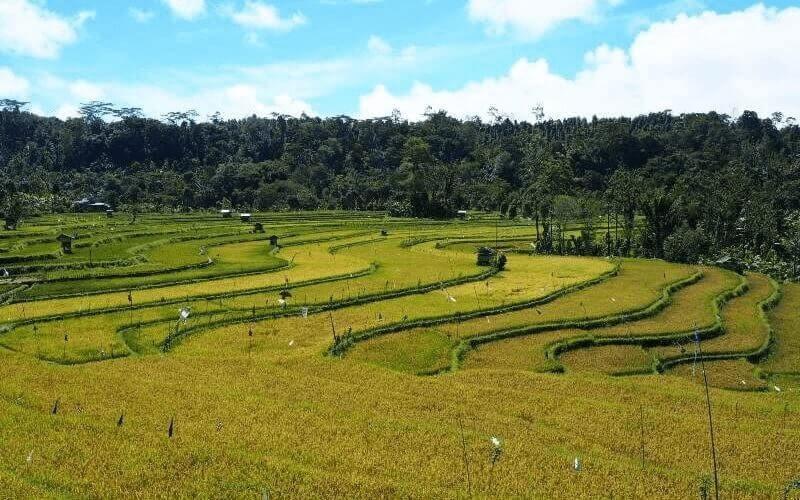 kenaikan harga lahan