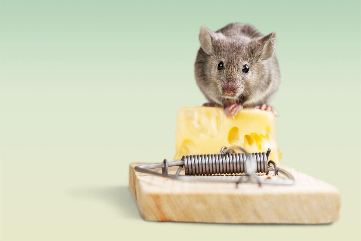 cara usir tikus yang efektif