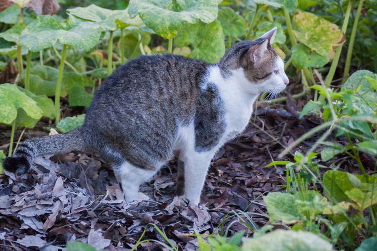 cara usir kucing berak sembarangan, usir kucing di halaman rumah