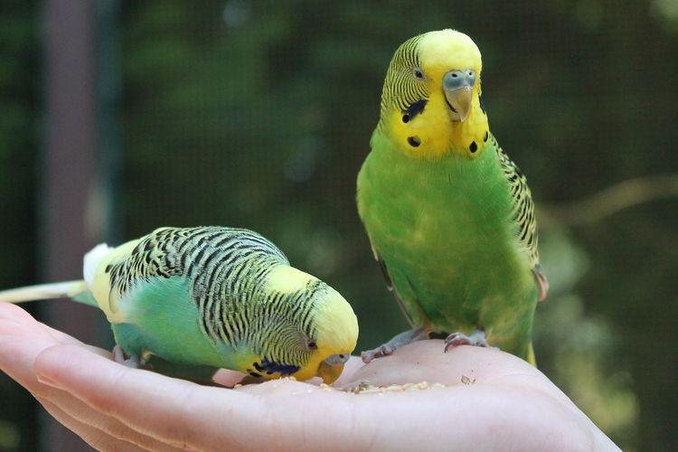 jenis burung kicau, burung kicau di rumah, burung kicau mudah dipelihara, burung kicau, burung lovebird, burung kenari, burung parkit, burung cucak jenggot, burung murai batu, burung, kacer pocong, , burung jalak suren, burung ciblek