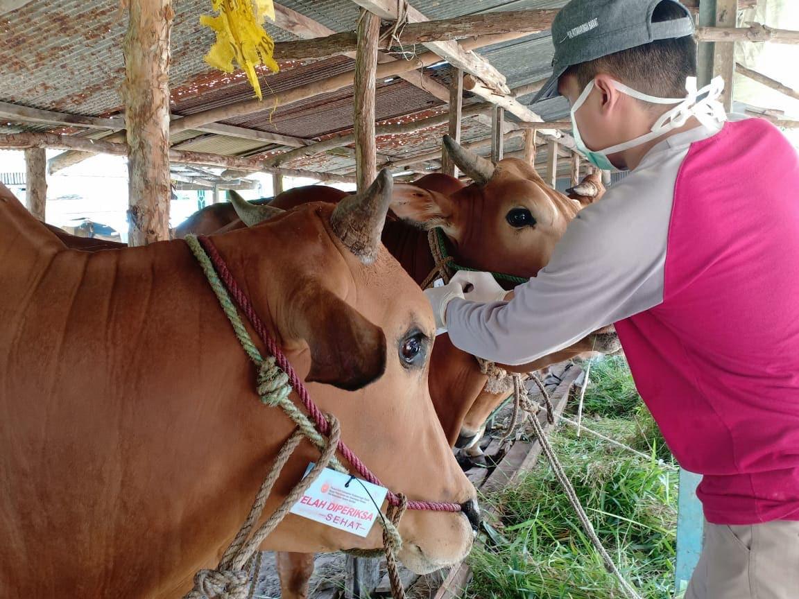 tips memilih hewan kurban, cara memilih hewan kurban, idul adha