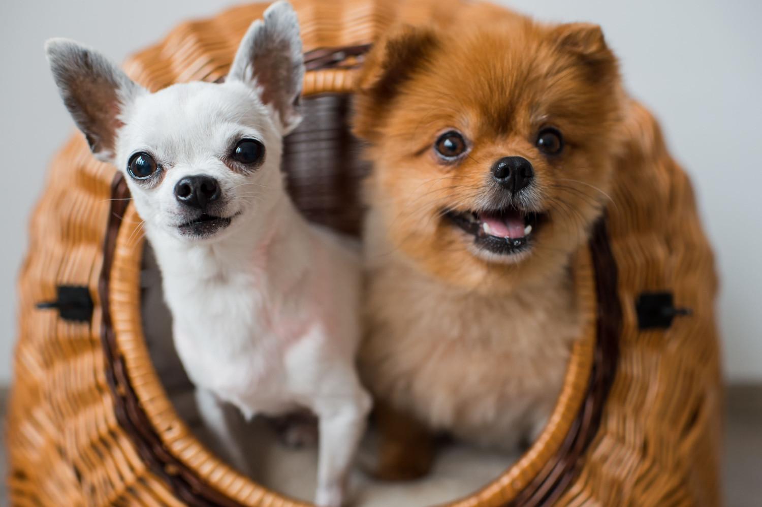 anjing yang lucu setia dipelihara