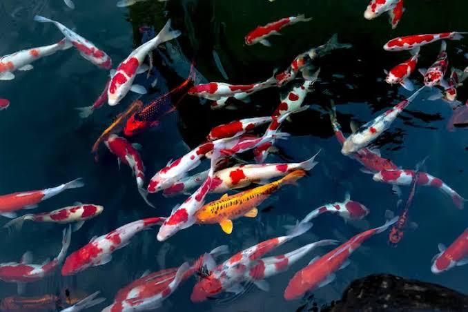 Ingin Pelihara Ikan Koi, Cek Jenis dan Harganya Disini!