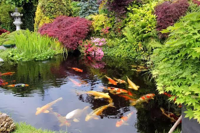 Air Kolam Ikan Keruh? Ini Dia 6 Tanaman Penjernih Air Kolam Ikan!